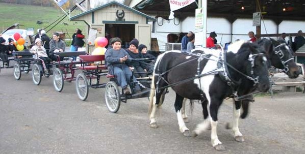 Ohio-Amish-Country-Pony-Rides (1)